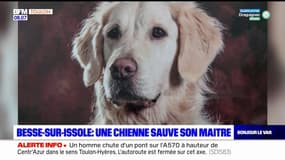 Var: une chienne vient en aide à son maître blessé à la tronçonneuse