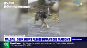 Hautes-Alpes: deux loups filmés près de maisons à Aspres-lès-Corps