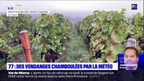 Seine-et-Marne: les vendanges perturbées par la météo
