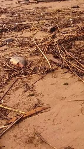 De gros dégâts sur la plage de Fréjus - Témoins BFMTV