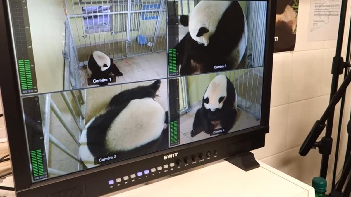 placeholder video