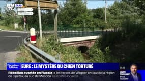 Dans l'Eure, un rottweiler a été retrouvé atrocement mutilé vendredi matin au bord d'une route