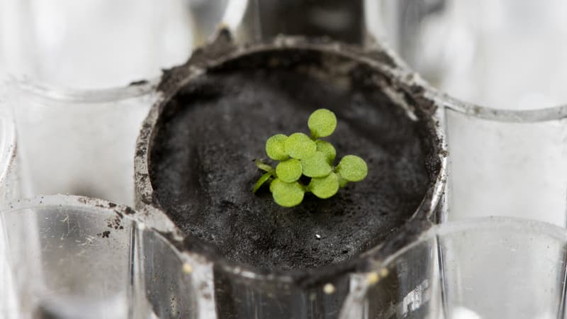 Une plante poussant dans du sol lunaire dans un laboratoire de l'université de Floride à Gainesville, le 5 mai 2021.