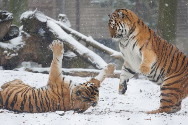 Des tigres sous la neige au parc Pairi Daiza, en Belgique, le 17 janvier 2024