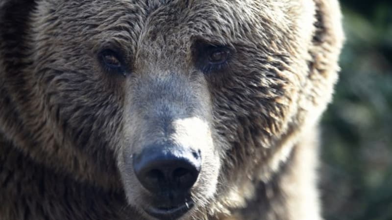 Un ours a été signalé au Portugal