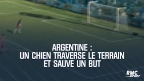 Argentine : Un chien traverse le terrain et sauve un but