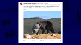 Les images de l'ours ont été partagé sur les réseaux sociaux par la Fundación Oso Pardo.