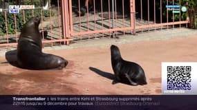 Zoo de Mulhouse: première sortie pour la jeune otarie à crinière