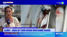 Bouches-du-Rhône: 40 kg de thon rouge braconné saisis au port de Carry-le-Rouet
