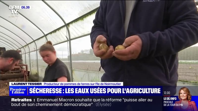 À Noirmoutier, les pommes de terres sont sauvées de la sécheresse grâce aux eaux usées