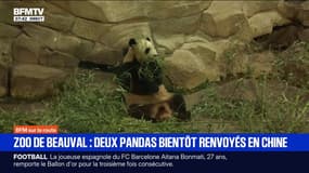 Deux pandas du zoo de Beauval bientôt renvoyés en Chine pour raisons de santé