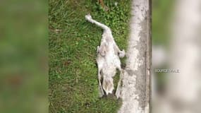Une dizaine de cygnes retrouvés morts au bois de Boulogne depuis le début de l'été