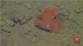 La petite pieuvre "adorabilis" a été découverte récemment mais reste encore très mystérieuse.