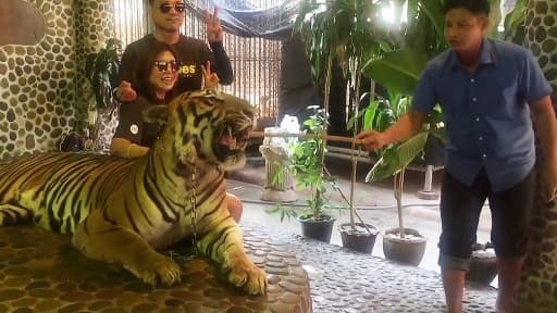 Le tigre, contraint de rugir, pour permettre aux touristes de faire un selfie.