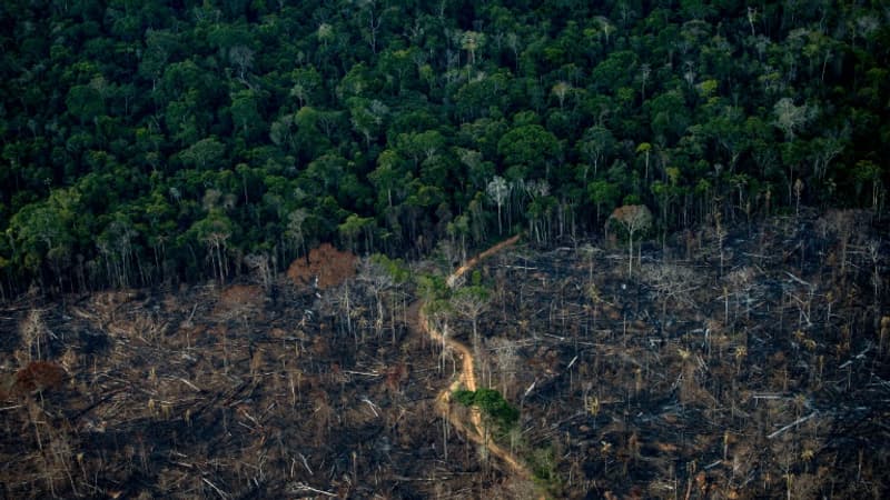 Brésil: la déforestation de l'Amazonie a reculé de 68% en avril