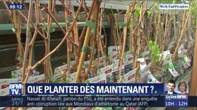 Que planter dès maintenant ?