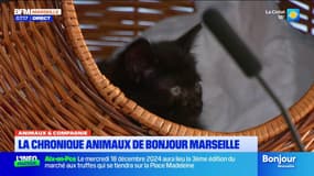 Marseille: comment être certain de pouvoir adopter un chaton?