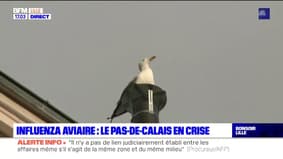 Influenza aviaire : les élevages de volailles sous étroite surveillance dans le Pas-de-Calais