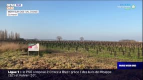 Val d'Oise: une forêt de 1300 hectares sort de terre