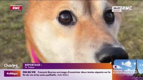 SPA: Les Français n'adoptent plus assez de chiens