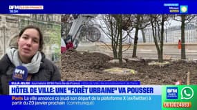 Paris: une "forêt urbaine" va pousser sur le parvis de l'hôtel de ville