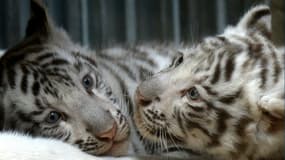 Deux adorables bébés tigres blancs du zoo de Liberec