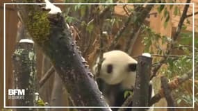 En Chine, deux pandas géants se roulent dans les premières neiges 