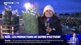 À six semaines de Noël, les producteurs de sapins s'activent déjà