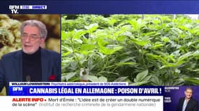 Story 3 : Cannabis légal en Allemagne, poison d'avril ! - 01/04