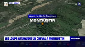 Alpes-de-Haute-Provence: les loups attaquent un cheval à Monjustin
