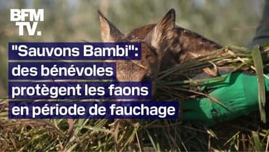 En Belgique, des bénévoles sauvent des faons en période de fauchage