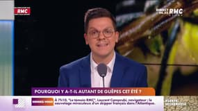 "Ça vous concerne" : Pourquoi y a-t-il autant de guêpes cet été ? - 08/08
