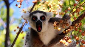 Lémurien de Madagascar.. Le "grand hapalémur" est une espèce en voie de disparition.