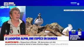 Planète Locale du mercredi 8 novembre - Le Lagopède alpin, une espèce en danger