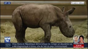 Conçu par insémination artificielle, ce petit rhinocéros blanc est un espoir pour la survie de l'espèce