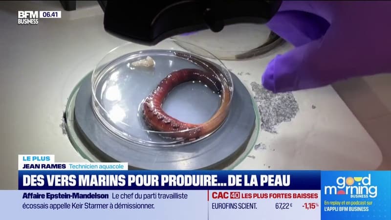 Des vers marins pour produire de la peau !