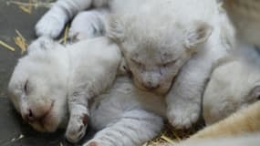 Les trois petits lions blancs - ici le 5 avril 2016- sont nés fin mars au zoo d'Amnéville (est de la France)