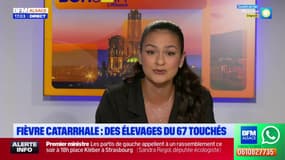 Fièvre catarrhale: des élevages du Bas-Rhin touchés