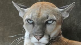 La police polonaise traque depuis trois jours un ancien soldat, vétéran d'Afghanistan, enfui dans la forêt avec son puma qu'il refuse de remettre au jardin zoologique (photo d'illustration)