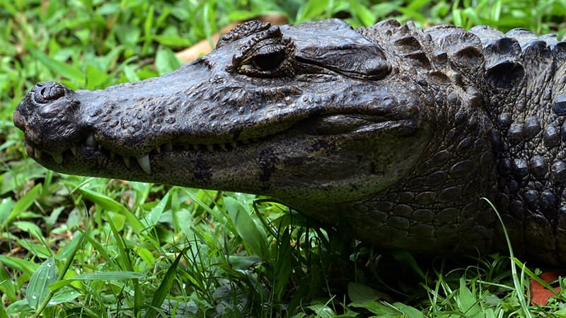 Un alligator errant dans les rues de Manhattan, a été attrapé par la police, jeudi.