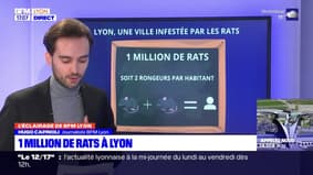 Rhône: un million de rats à Lyon