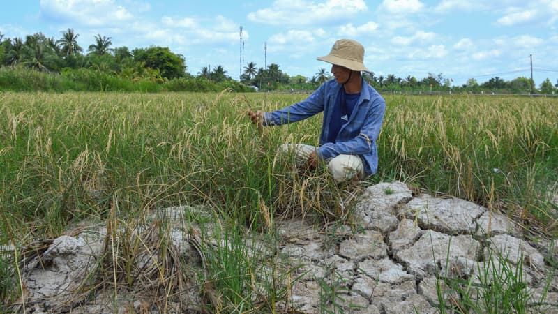 Une culture de riz sur un sol asséché par la canicule dans la province de Ca Mau, dans le delta du Mékong, au sud du Vietnam, le 23 février 2024. 