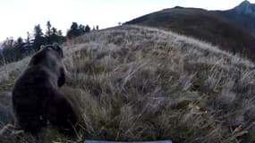 Des éleveurs et chasseurs se sont rendus samedi dans les montagnes des Pyrénées-Atlantiques pour tenter de faire fuir les deux ourses
