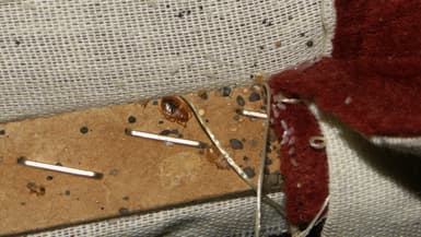 Des punaises de lit nichées dans les recoins d'un canapé.