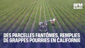  Des parcelles fantômes remplies de grappes pourries en Californie 