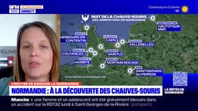 Normandie: à la découverte des chauves-souris