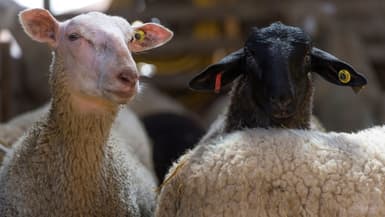Élevage de moutons à Ceyssat, près de Clermont-Ferrand, le 1er avril 2020 (photo d'illustration)