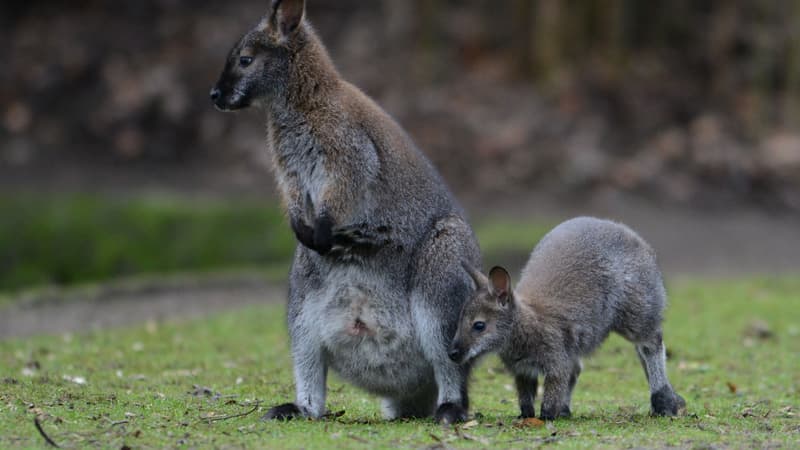 Des wallabys de Bennett, cousins des wallabys classés mardi comme menacés par le gouvernement australien, dans un zoo en Allemagne. (photo d'illustration)