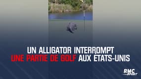 Un alligator interrompt une partie de golf aux États-Unis