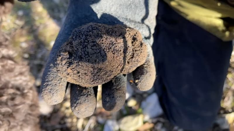 Alpes-Maritimes: à cause de la sécheresse, la récolte des truffes s'annonce difficile cette année